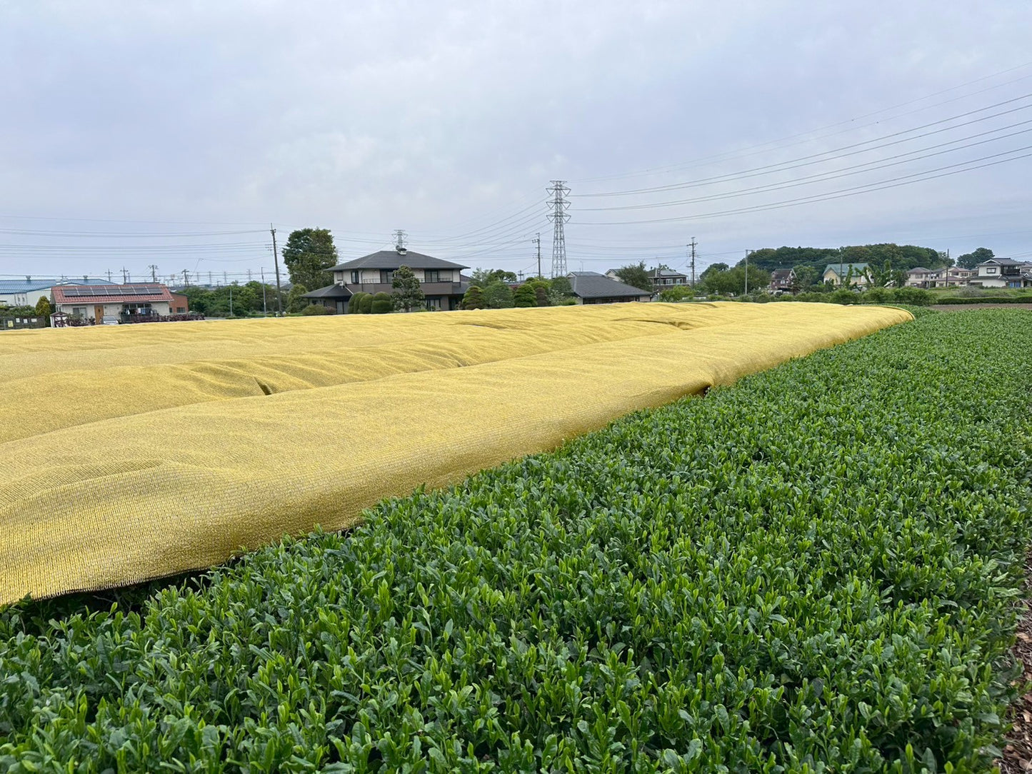 Sayama Tea Tasting Box