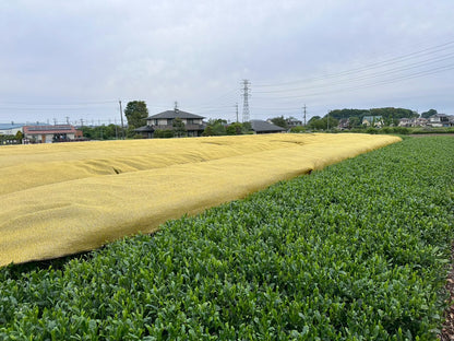 Sayama Tea Tasting Box